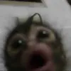 dupaleona123