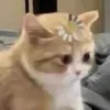 redhairsalad