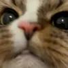catlauncher