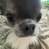michauxxx1
