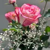 miss_1013