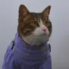 Molly_tacticat