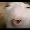 bussitdownshrty