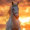 saadahh67