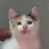 sosukeseiji