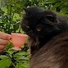 natikot_