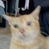 oatmilkllama