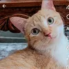 gatinhamariafifi