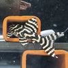 eliaz_plecos