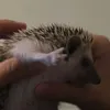 padawanprincesss