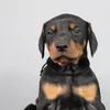 arrowthedoby