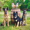 pawsclawsnyalls