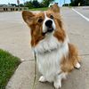 sonny_fluffycorgi