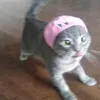 snorrismorris