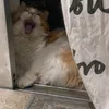 nemo_junior