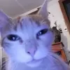 kotomalinowypies