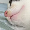 pazamorelove