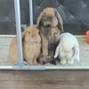 thebuns2021