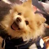 boobear123098