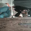 geehrozantte
