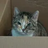 dweebloserr