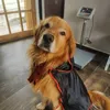 perridogtor