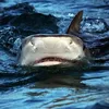 sharkl0ver17