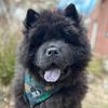 chocolate_chowchow