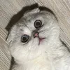 chicamm