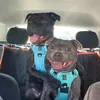 otisolivethestaffys