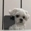 urenotpizza