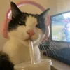 smollbean18