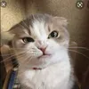 sylviejunkie
