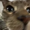 kjustdied
