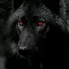 trap_wolf_gang