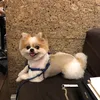 sushi.inu