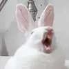 chunlycoris