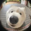 oldjyhak1n