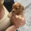 itsboothecavapoo