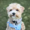 happythemalti