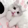hello.kitty0125