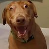 敖犬