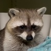 thedustyraccoon