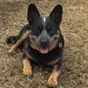 kobatheheeler