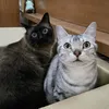 heyitsmefarra