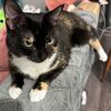 meowdymillie