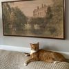 currythecattt