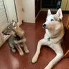 thewolfdogsbrothers