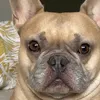 guslebouledogue