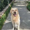 _enzo.thegolden